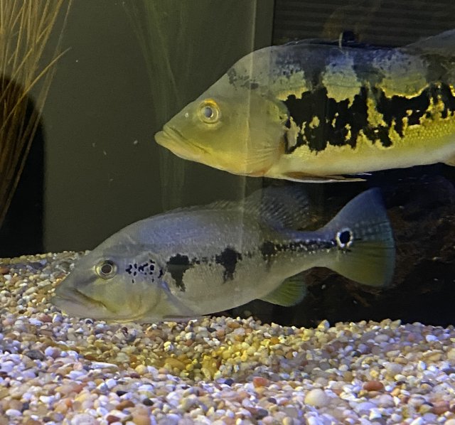 8F6F1A35-AE7E-4E60-B00F-5597699C7213.jpeg 8F6F1A35-AE7E-4E60-B00F-5597699C7213.jpeg