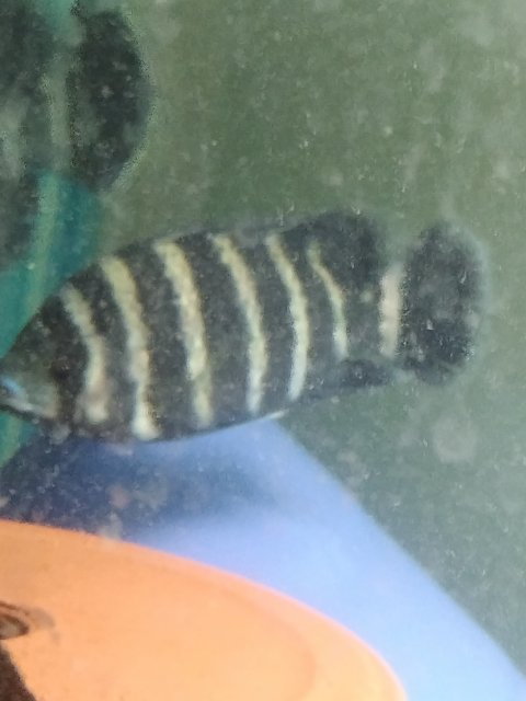 IMG_20210118_193509001.jpg IMG_20210118_193509001.jpg