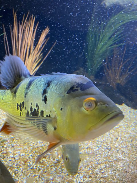 8F855C6A-ADA6-4726-A840-0690D40D4839.jpeg 8F855C6A-ADA6-4726-A840-0690D40D4839.jpeg