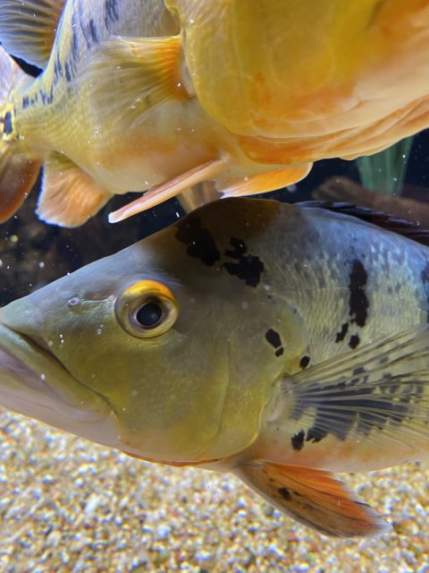 9E9595AB-954F-4409-9D79-32474B05E1EC.jpeg 9E9595AB-954F-4409-9D79-32474B05E1EC.jpeg