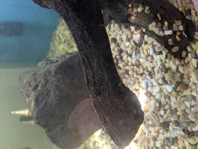 PXL_20210123_220254173.jpg PXL_20210123_220254173.jpg