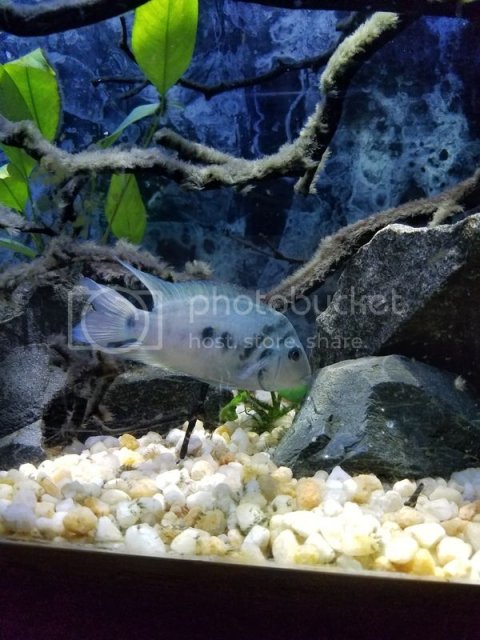 20170118_180511_zpsjw3claxa.jpg 20170118_180511_zpsjw3claxa.jpg