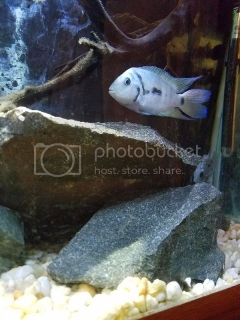 20170118_210948_zpsrzqjom7k.jpg 20170118_210948_zpsrzqjom7k.jpg