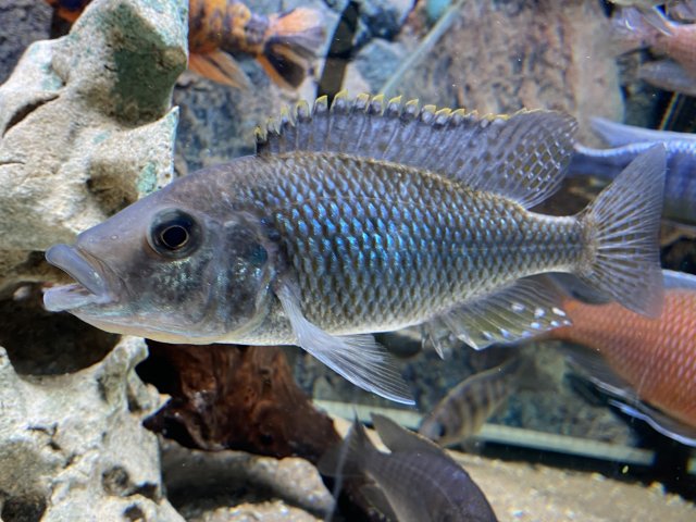 5063F86A-EFD6-48BB-B3C2-263B872621BE.jpeg 5063F86A-EFD6-48BB-B3C2-263B872621BE.jpeg