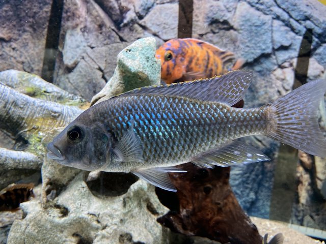 C7101342-840D-4519-94ED-165F5D3A696E.jpeg C7101342-840D-4519-94ED-165F5D3A696E.jpeg