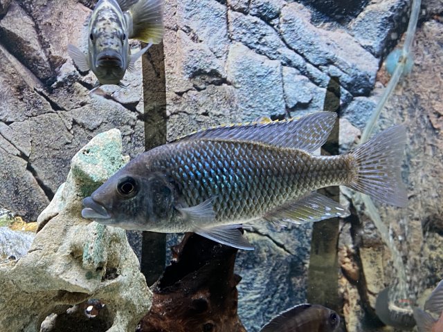 A018468C-DA63-4653-A38D-A4CCA6F82652.jpeg A018468C-DA63-4653-A38D-A4CCA6F82652.jpeg