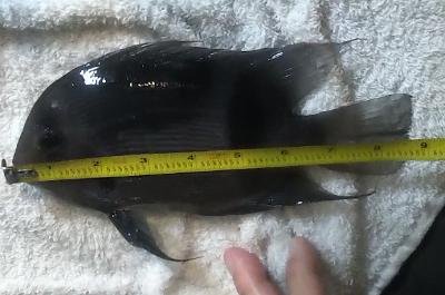 Uaru fernandezyepezi.jpg