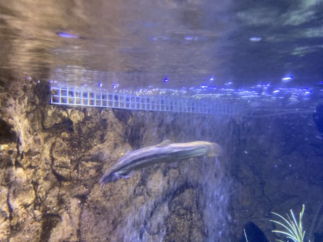 FC7686DB-E19A-4FA8-B97C-90165E90AAED.jpeg