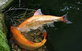Golden-Orfe for pool | Outdoor paradise, Fish pet, Golden