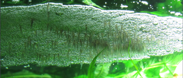 bubble nest babies odoe pike.PNG