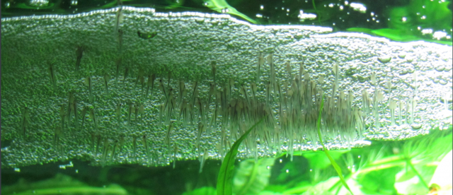 bubble nest babies odoe pike.PNG bubble nest babies odoe pike.PNG