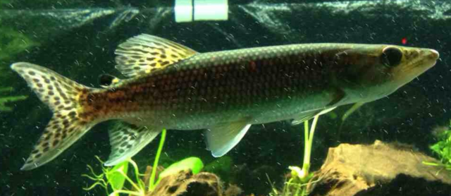 odoe pike male.PNG