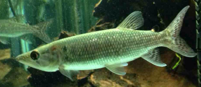 odoe pike female.PNG odoe pike female.PNG
