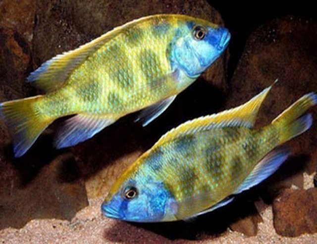 Venustus-Giraffe-East-African-Cichlid.jpg