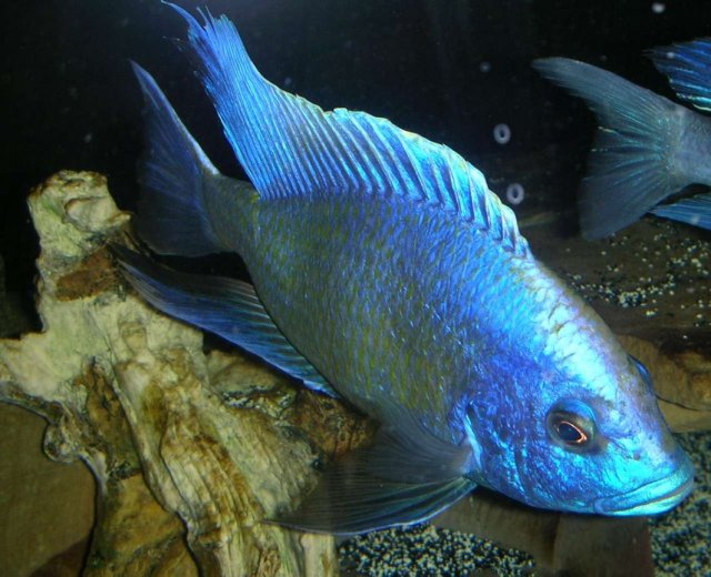 3827-5-venustus-cichlid-UzZAJp.jpg