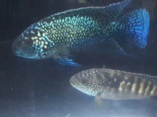 20171203_171953.jpg 20171203_171953.jpg