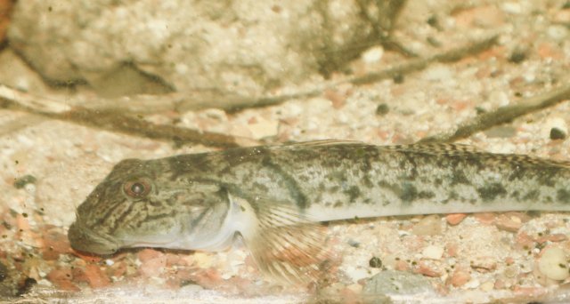 B5E52B43-BE5F-43E9-9FC7-E4BDCF581985_1_201_a.jpeg B5E52B43-BE5F-43E9-9FC7-E4BDCF581985_1_201_a.jpeg