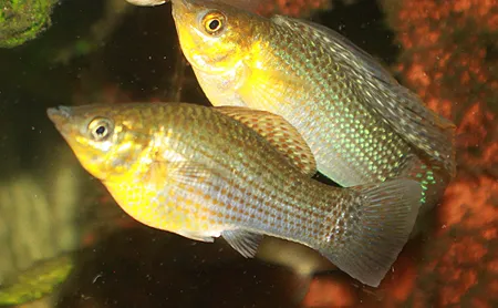 1612006728575.png 1612006728575.png