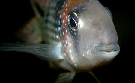 1612020043497.png 1612020043497.png