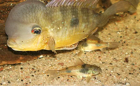 1612020101261.png 1612020101261.png