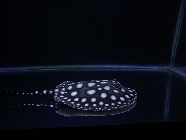 thumbnail_IMG_7333.jpg thumbnail_IMG_7333.jpg