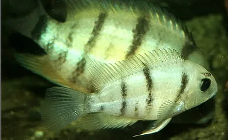 1612179254417.png 1612179254417.png