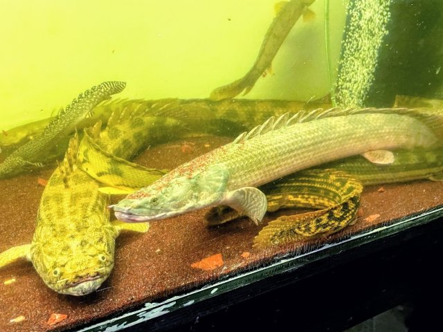 Polypterus Faranah 2.jpg
