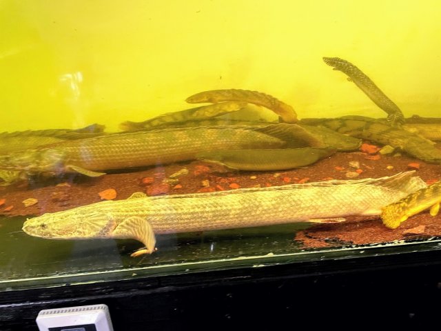 Polypterus Faranah 3.jpg
