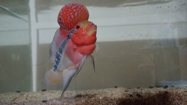 IMG20210129015207.jpg IMG20210129015207.jpg