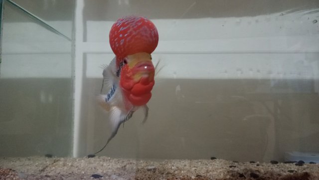 IMG20210129015210.jpg IMG20210129015210.jpg