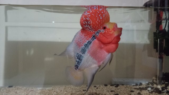 IMG20210129015158.jpg IMG20210129015158.jpg