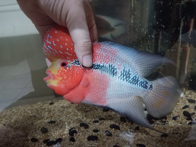 InShot_20210202_210219192.jpg InShot_20210202_210219192.jpg