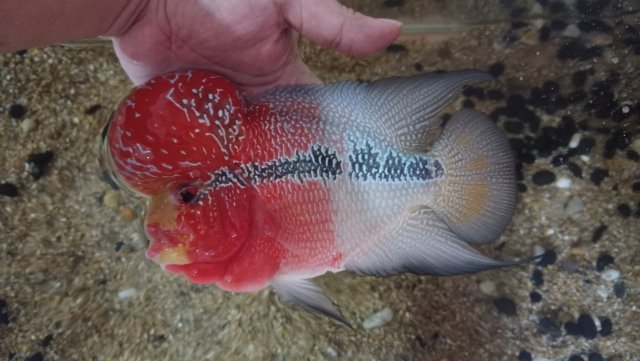 IMG_20210203_020153.jpg IMG_20210203_020153.jpg