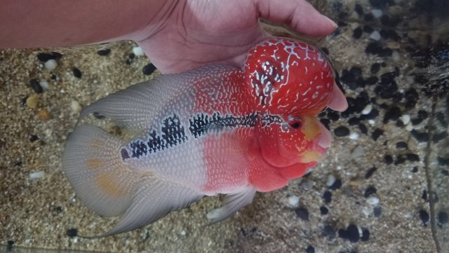 IMG20210203015904.jpg IMG20210203015904.jpg