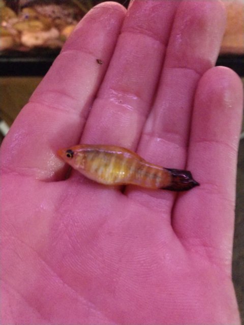 cameringo_20200203_223826.jpg cameringo_20200203_223826.jpg