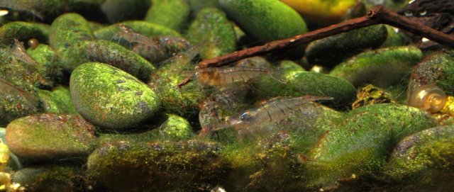 C_pareparensis parvidentata_006.jpg