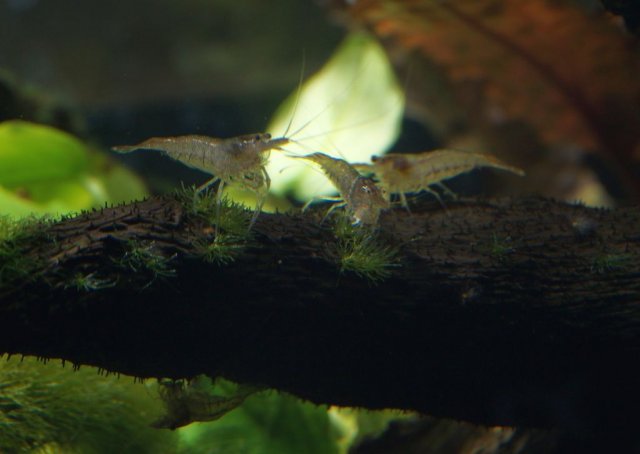 C_pareparensis parvidentata_005.jpg