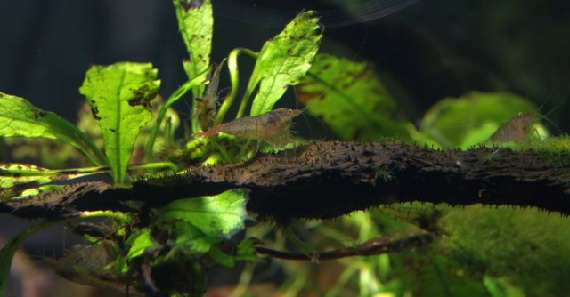 C_pareparensis parvidentata_003.jpg