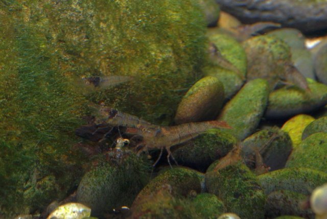 C_pareparensis parvidentata_002.jpg