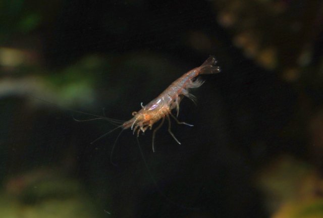 C_pareparensis parvidentata_001.jpg