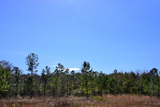 20210116b landscape med.jpg