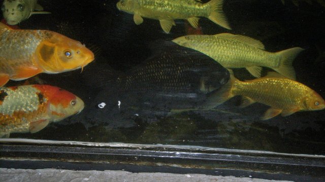 100_9615.JPG