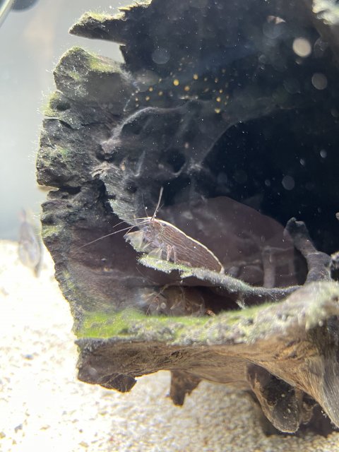 D273A8F7-5387-413C-95F1-6639ECC0CE1A.jpeg D273A8F7-5387-413C-95F1-6639ECC0CE1A.jpeg