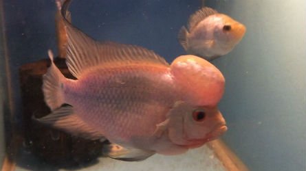 thai-silk-flowerhorn-fry.jpg