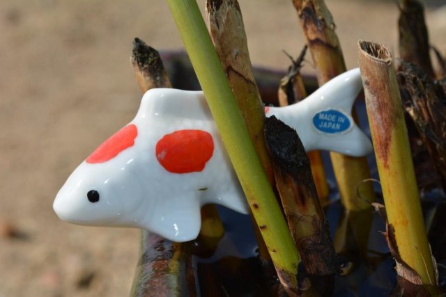 koi 004.jpg
