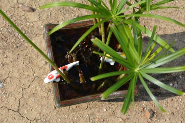 koi 005.jpg