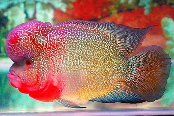 elvis-flowerhorn.jpg
