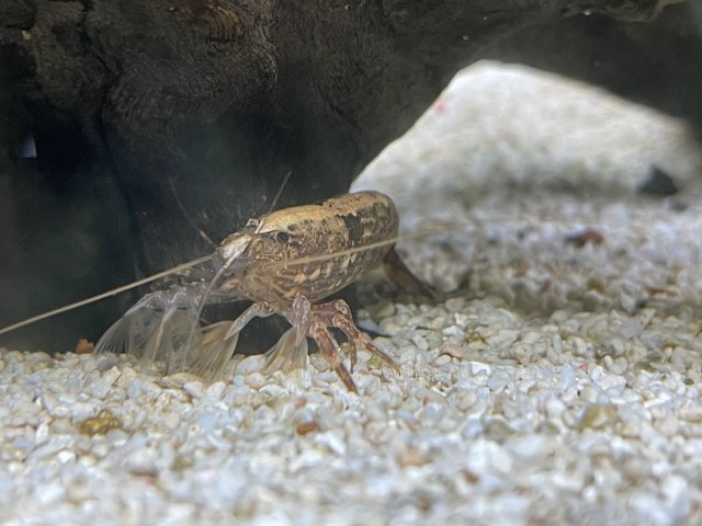 1ABB090F-77BF-466B-9B39-29ADE9C9B44E.jpeg 1ABB090F-77BF-466B-9B39-29ADE9C9B44E.jpeg