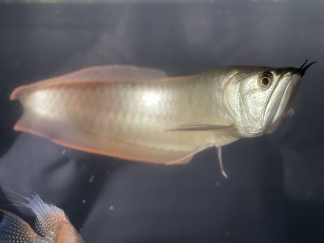 Arowana.jpg