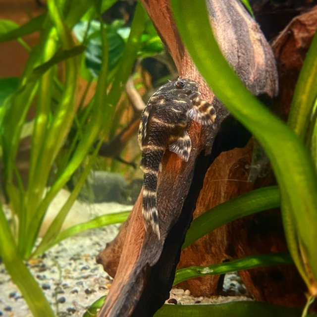 ClownPleco2.JPG